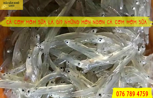 Cá cơm mờm sữa là gì? Những món ngon cá cơm mờm sữa