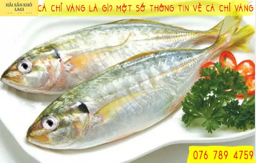 Cá chỉ vàng là gì? Một số thông tin về CÁ CHỈ VÀNG