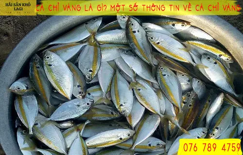 Cá chỉ vàng là gì? Một số thông tin về CÁ CHỈ VÀNG
