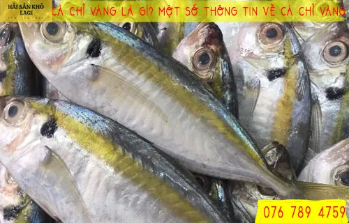 Cá chỉ vàng là gì? Một số thông tin về CÁ CHỈ VÀNG