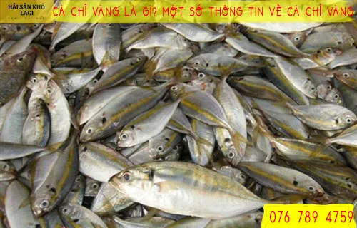 Cá chỉ vàng là gì? Một số thông tin về CÁ CHỈ VÀNG