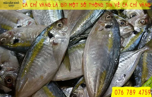 Cá chỉ vàng là gì? Một số thông tin về CÁ CHỈ VÀNG