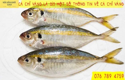 Cá chỉ vàng là gì? Một số thông tin về CÁ CHỈ VÀNG