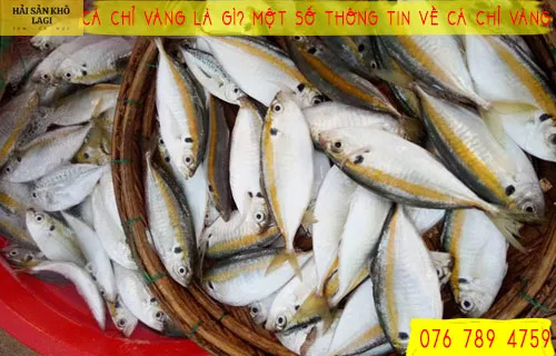 Cá chỉ vàng là gì? Một số thông tin về CÁ CHỈ VÀNG
