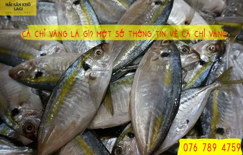 Cá chỉ vàng là gì? Một số thông tin về CÁ CHỈ VÀNG