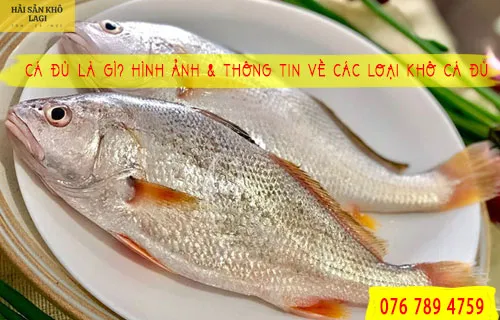 Cá đù là gì? Hình ảnh & thông tin về các loại khô cá đù