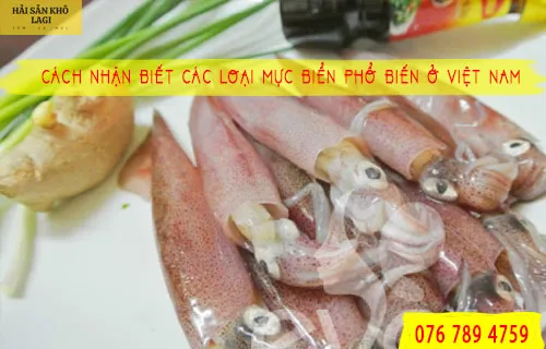 Cách nhận biết các loại mực biển phổ biến ở Việt Nam