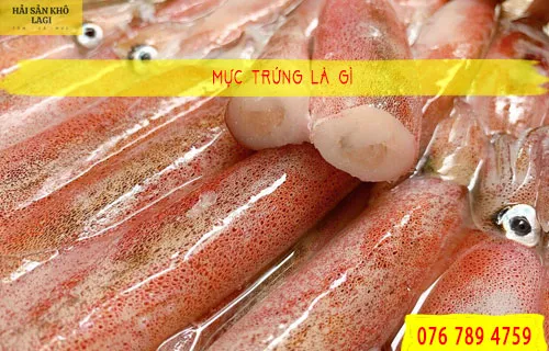 Mực trứng là gì