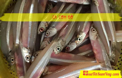 Cá cơm đỏ