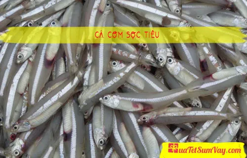 Cá cơm sọc tiêu