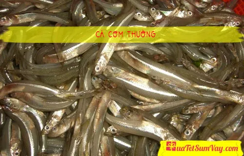 Cá cơm thường