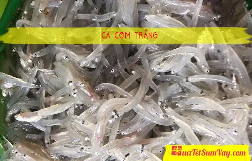 Cá cơm trắng