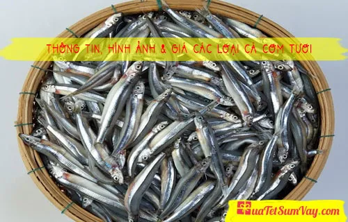 Cá cơm tươi