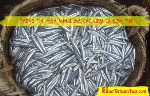 Cá cơm tươi