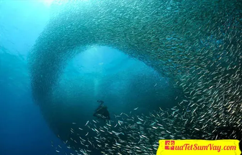 Cá cơm tươi