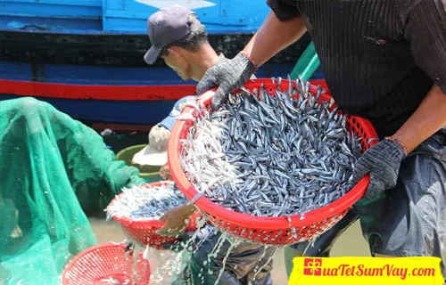Mùa cá cơm tươi
