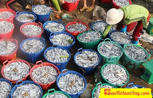 Cá cơm tươi