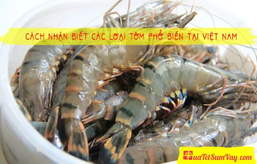 Cách nhận biết các loại tôm phổ biến tại Việt Nam